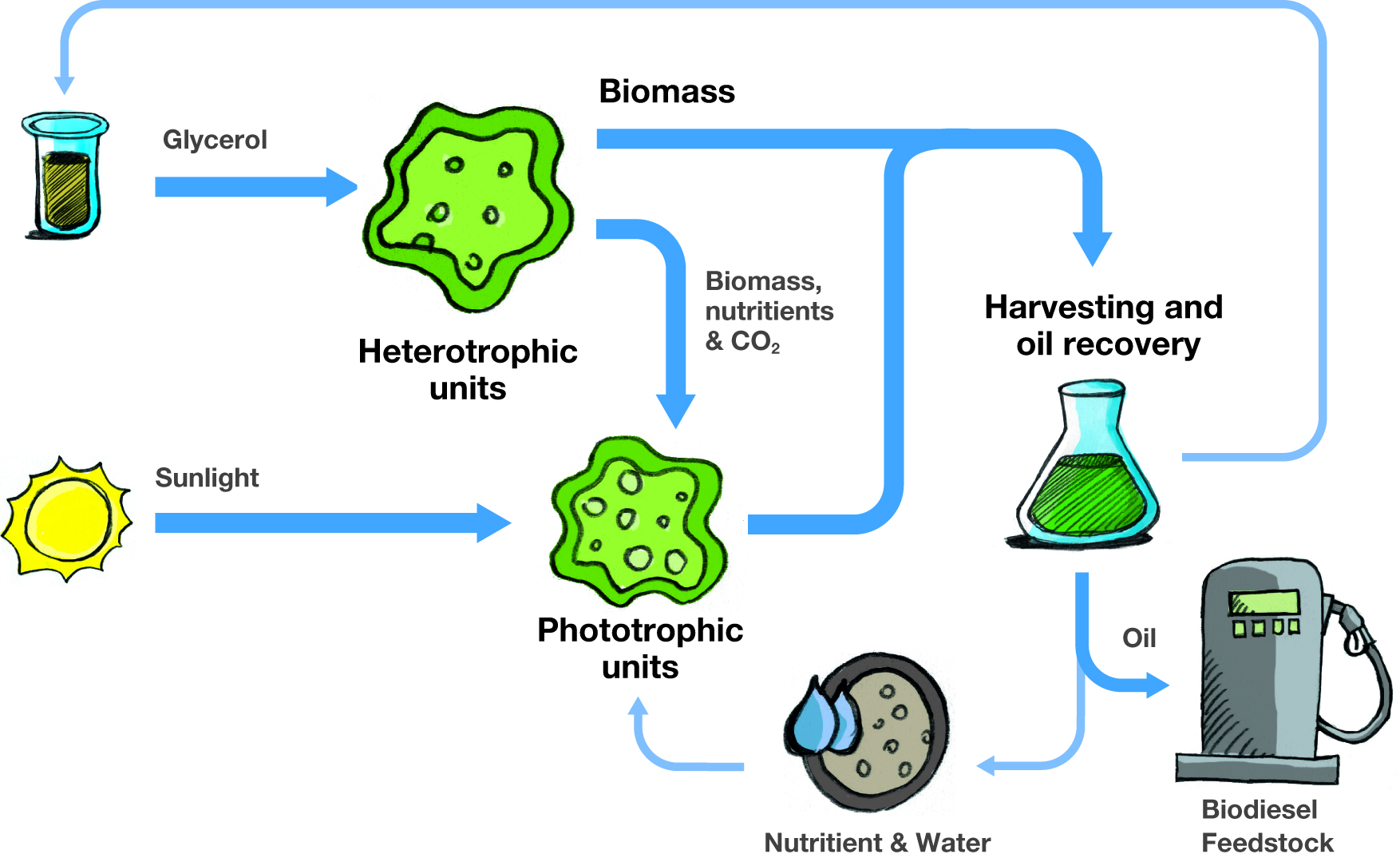 InteSusAl, sustainable microalgae biofuel production visible to the