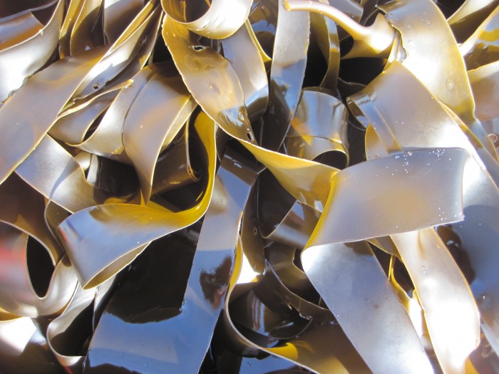 MacroFuels – Third Generation Biofuels from Seaweed