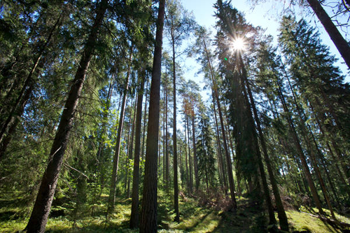 UPM and WWF Finland will cooperate to promote sustainable wood-based biofuels