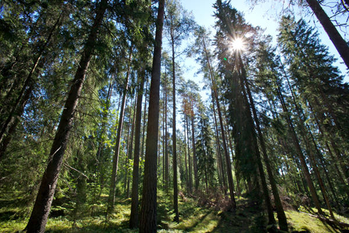 UPM and WWF Finland co-operate to promote sustainable wood-based biofuels