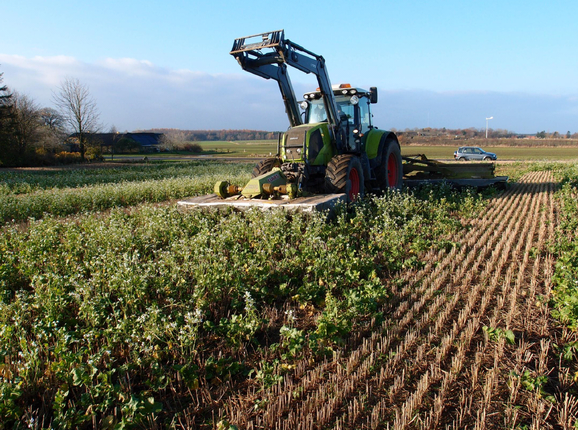 Catch crops for higher biogas yields