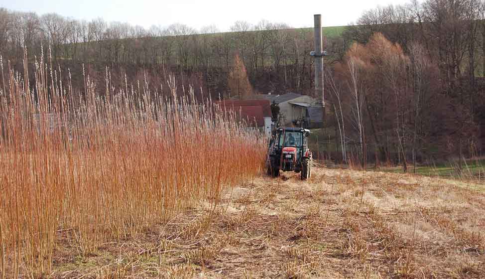 Efficient utilization of willow biomass