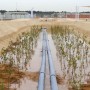 Desert land and seawater for food and biofuels