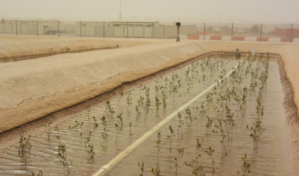 An integrated bioenergy and aquaculture system in the desert of Abu Dhabi