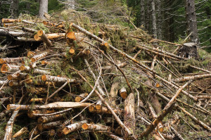 Forest slash. Source: Oregon Department of Forestry