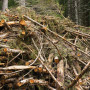 The role of woody biomass in contributing to EU 2020 renewable energy target