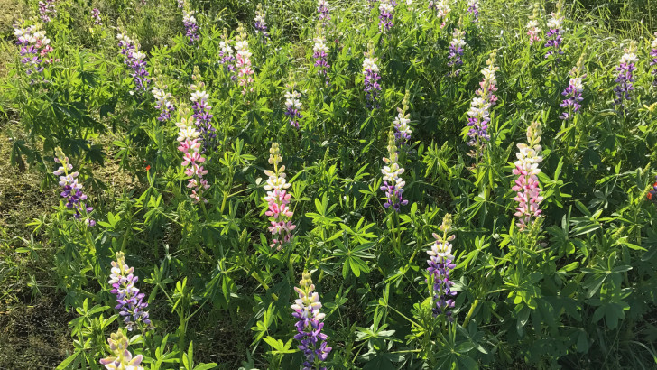 Growing lupin on marginal lands for the bioeconomy