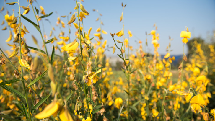 Integrated cropping systems for food and advanced biofuels