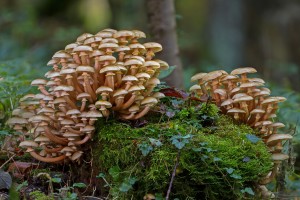 wild-mushrooms