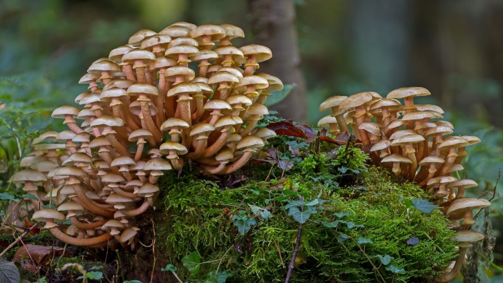 Breakthrough technologies for a sustainable mushroom industry