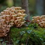 Breakthrough technologies for a sustainable mushroom industry