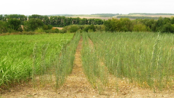 The Potential of Marginal Lands for Bioenergy
