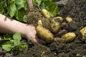 Some crops grown in Samsø Island.