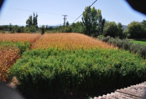 Fig.1 – Crop rotation trials: sunn hemp grown after maize in Greece in Sept. 2017. Source CRES.