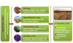 Figure 1 – MAGIC explores the cultivation of industrial crops on marginal lands to avoid land use competition with food.