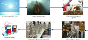 From seaweeds cultivation to biofuels production, all the chain steps. Source: ECN. 