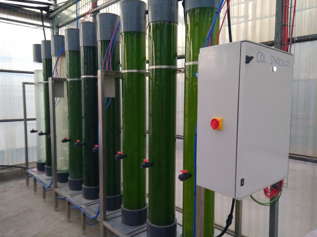 Image of bubble column photobioreactors used to produce inoculum of selected microalgae in DEMO R&D facility.