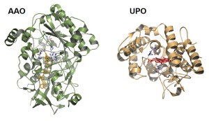 Enzyme production for bulk and specialty chemicals.