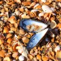 Consumers’ Perception of Products with Bioactive Compounds From Seafood Residues