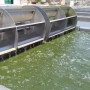 A microalgae perspective to enhance the sustainability of food production – SABANA Project
