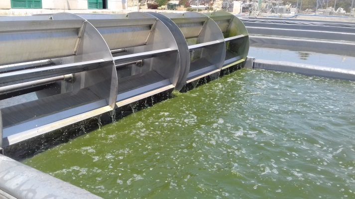 A microalgae perspective to enhance the sustainability of food production – SABANA Project