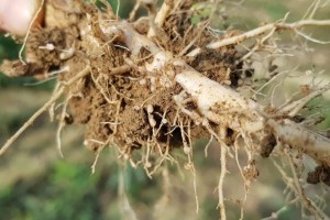 Roots of sunn hemp sown in mid-july showing abundant presence of nitrogen-fixing nodules.