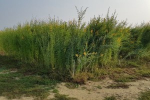 Roots of sunn hemp sown in mid-july showing abundant presence of nitrogen-fixing nodules.