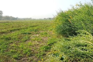 Trials of sunn hemp cultivars sown in midof May (precedent crop – barley)