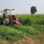 BECOOL field trials in Italy confirm the potential of Sunn Hemp as biomass cover crop in rotation with food crops