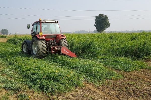 Harvesting of sunn hemp sawn in mid-july 2019 with traditional mowers and tractor.